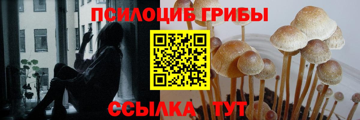 Алейск  Галлюциногенные грибы Psilocybe  Вход с VPN 
